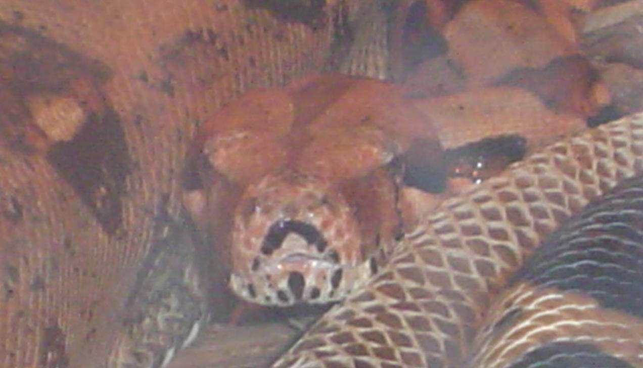 my boa male
