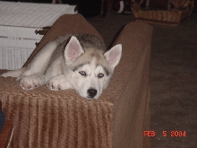 Indy napping in her fav spot