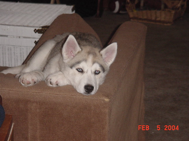 Indy napping in her fav spot