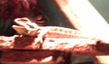 Anchious Basking