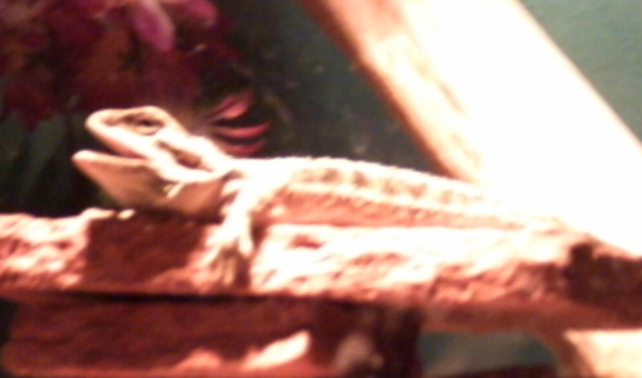 Anchious Basking