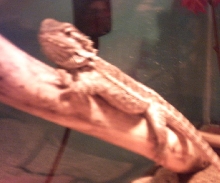 Anchious 4 month old dragon hanging around
