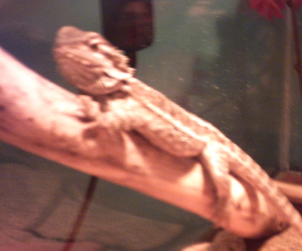 Anchious 4 month old dragon hanging around