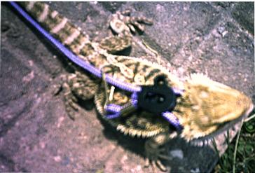 Anchious Bright