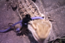 Anchious Color