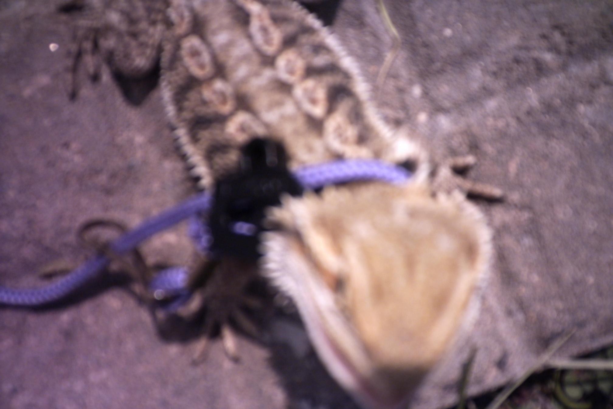 Anchious Color