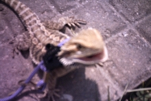 Anchious Mouth Open