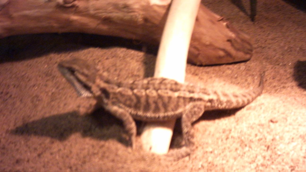 Anchious Walking