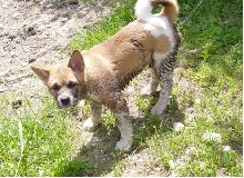 Messy Suki