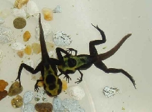 Agrejas Mutants 005