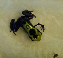 Agrejas Mutant 006