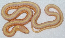 Albino western terrestrial garter snake