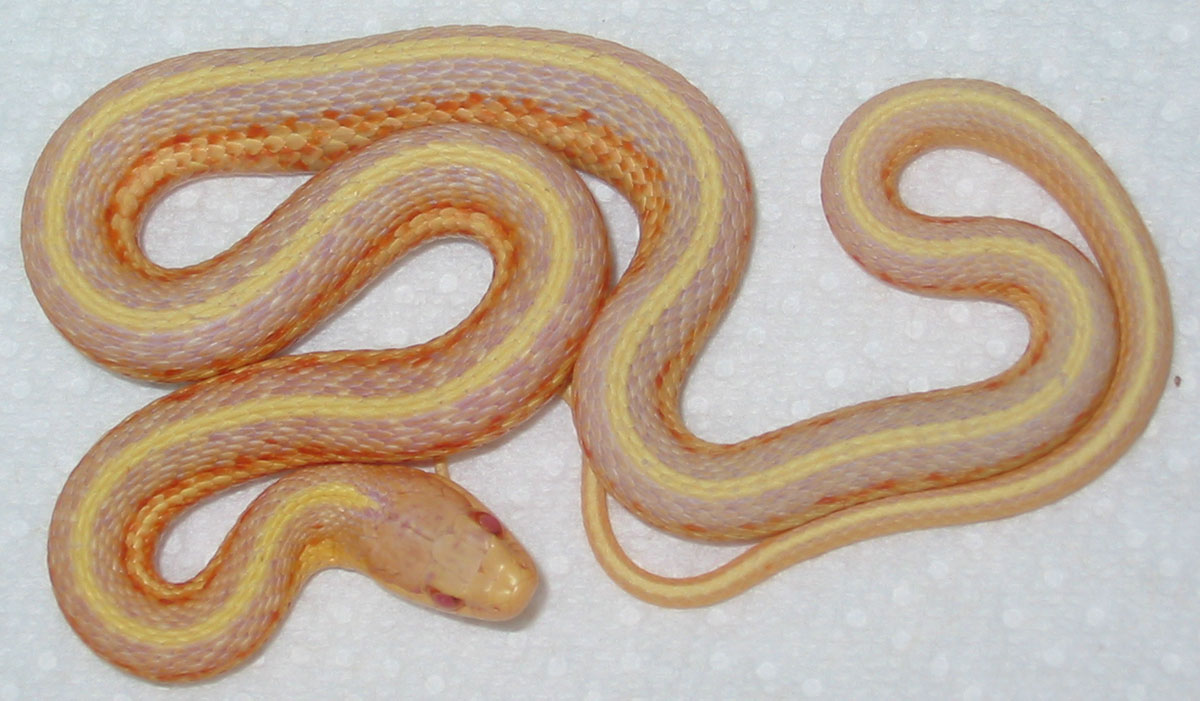 Albino western terrestrial garter snake