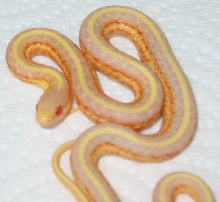 Albino western terrestrial garter snake (T. elegans terrestris) #2