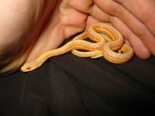 Albino western terrestrial garter snake (T. elegans terrestris) #3