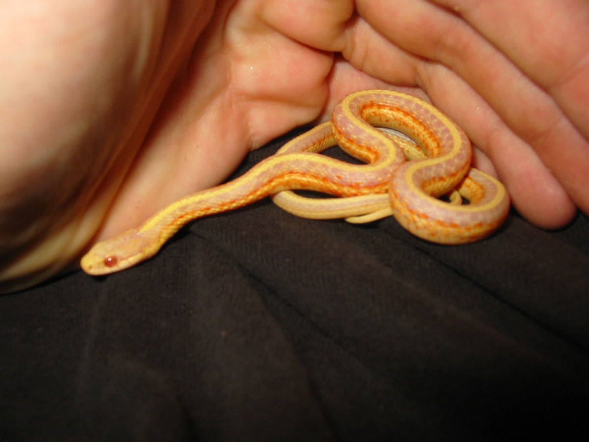 Albino western terrestrial garter snake (T. elegans terrestris) #3