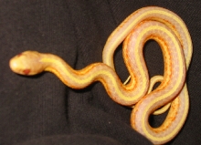 Albino western terrestrial garter snake (T. elegans terrestris) #4