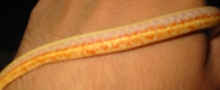 Albino western terrestrial garter snake (T. elegans terrestris) SIDE VIEW.