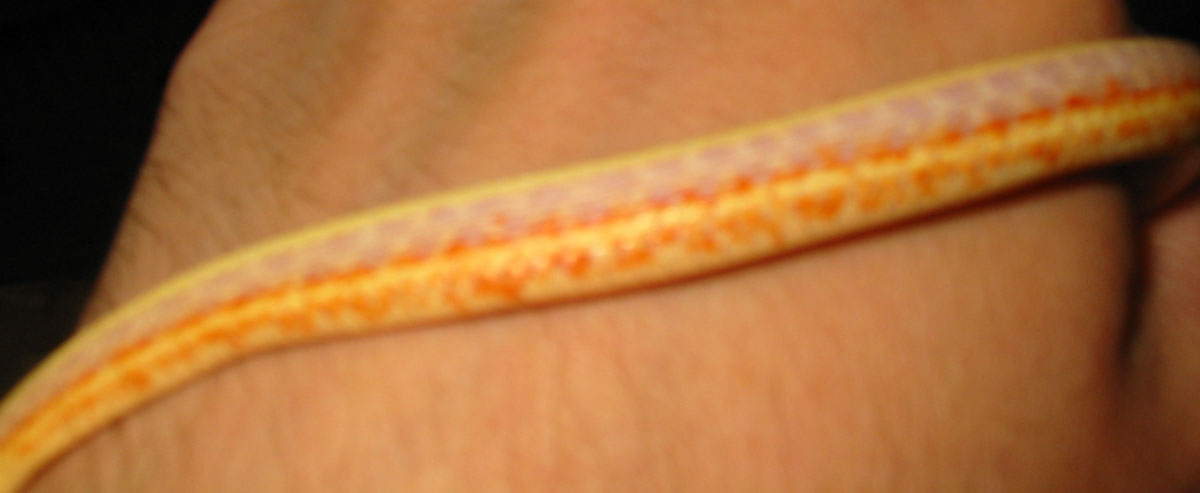 Albino western terrestrial garter snake (T. elegans terrestris) SIDE VIEW.
