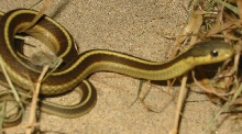 NORMAL western terrestrial garter snake (T. elegans terrestris)