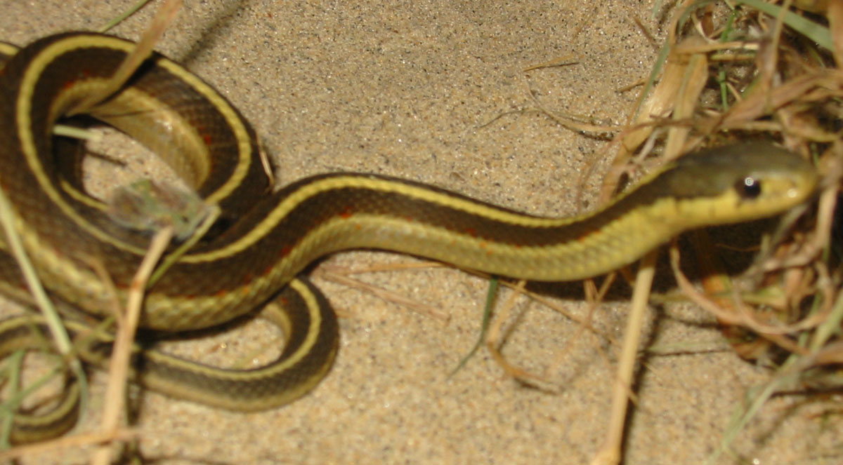 NORMAL western terrestrial garter snake (T. elegans terrestris)