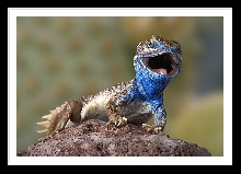 Xenagama taylori