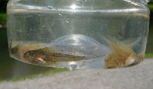 Albino Hyla regilla and a normal