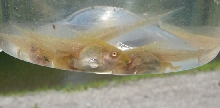 Albino Hyla regilla pic 2