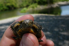 Baby Western Pond Turtle