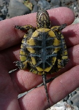 Western pond turtle hatchling