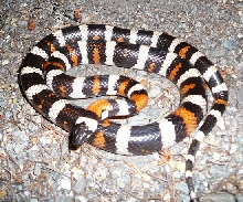 L. Zonata 2
