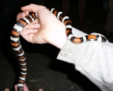 L. Zonata