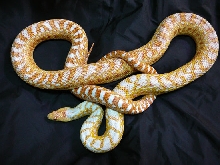 albino san diego gopher snake