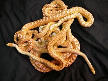 albino san diego gopher snake group