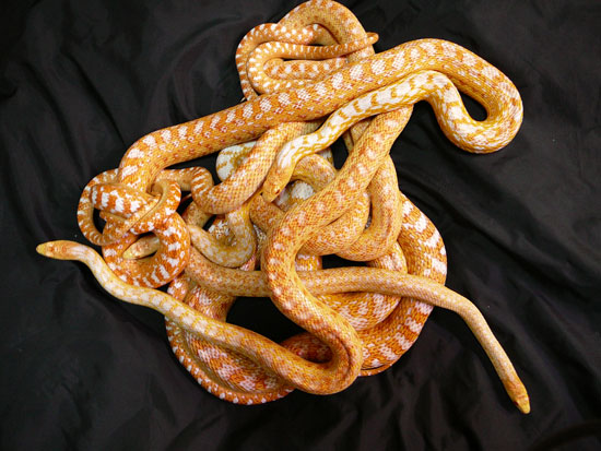 albino san diego gopher snake group