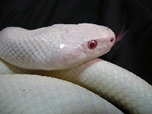 pink eyed leucistic rat