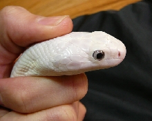 blue eyed leucistic texas rat