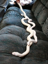Leucistic texas rat 2
