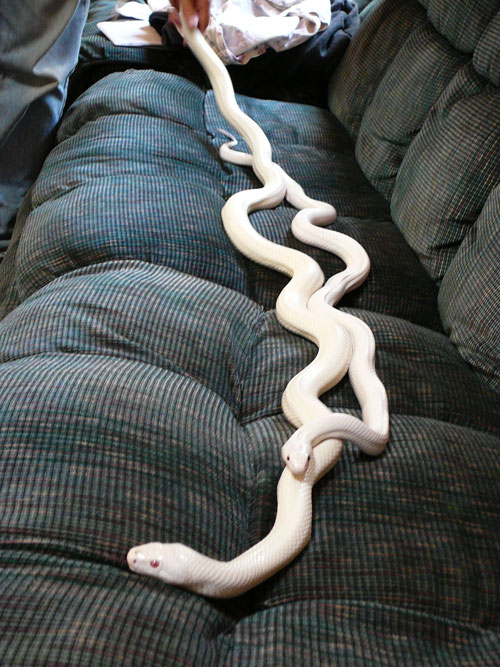 Leucistic texas rat 2