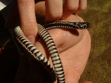Indonesian garter snake    pic 2