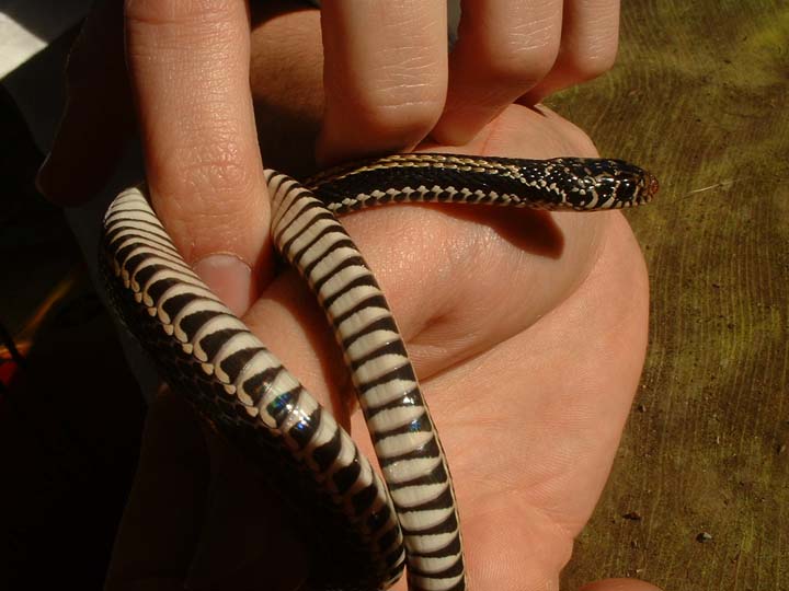Indonesian garter snake    pic 2