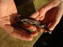 Indonesian garter snake    pic 1
