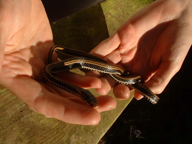 Indonesian garter snake    pic 1