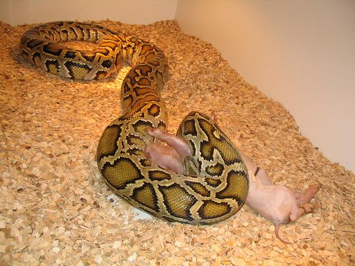 male burm