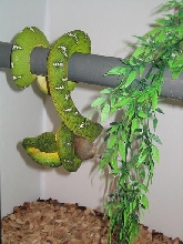 my female