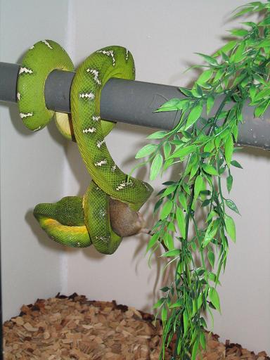 my female
