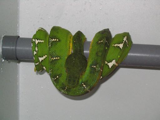 my male