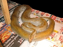 green female