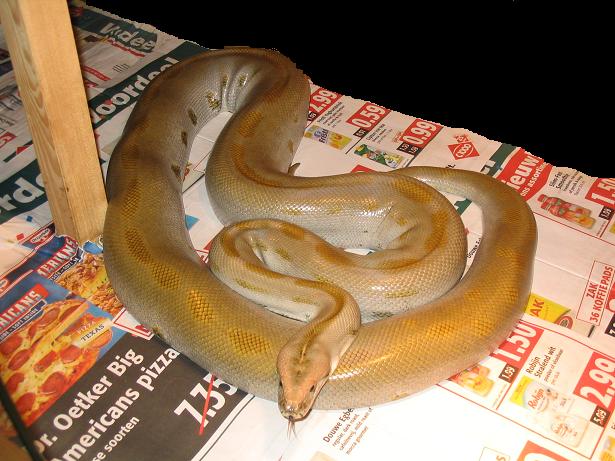 green female