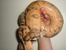 High Orange Male